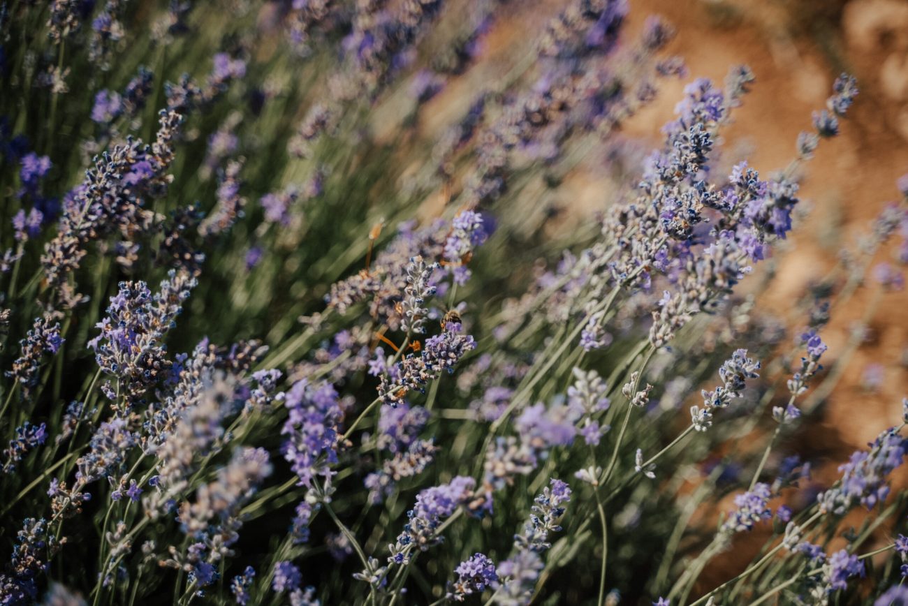 Dans ces champs de lavande naissent les parfums les plus relaxants