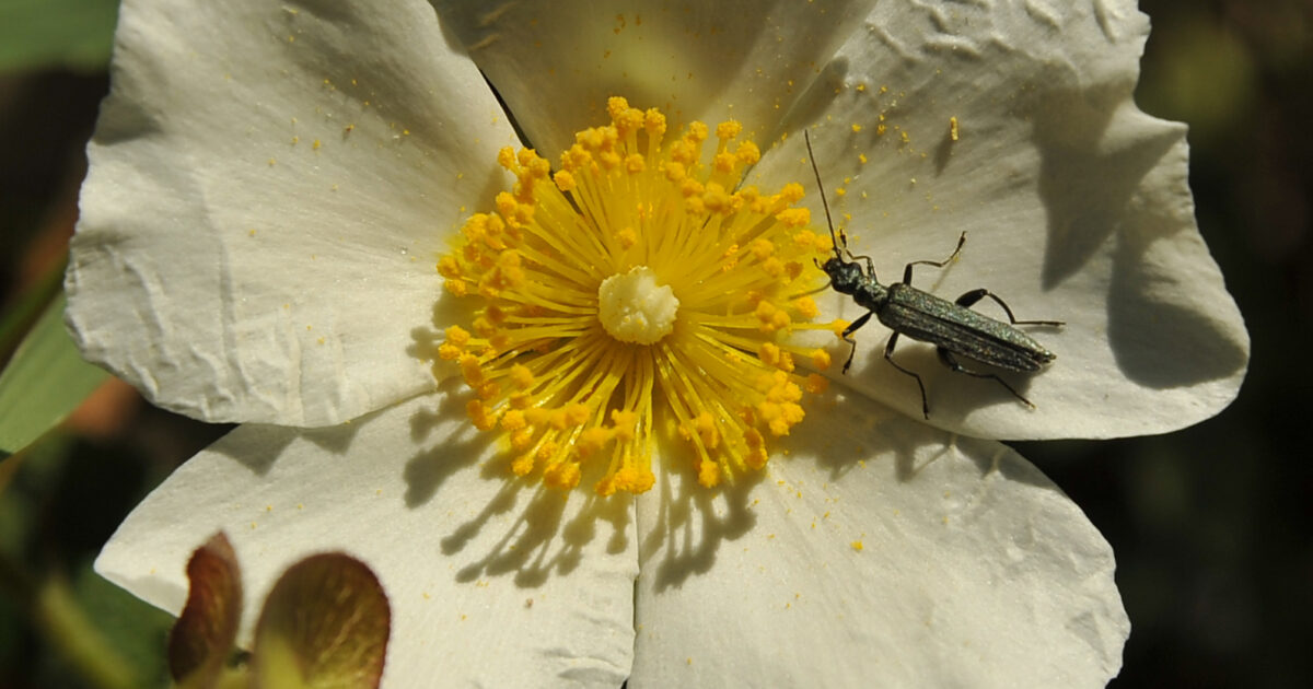 Miguel Delibes publie Gracias a la vida, un livre sur le changement climatique.