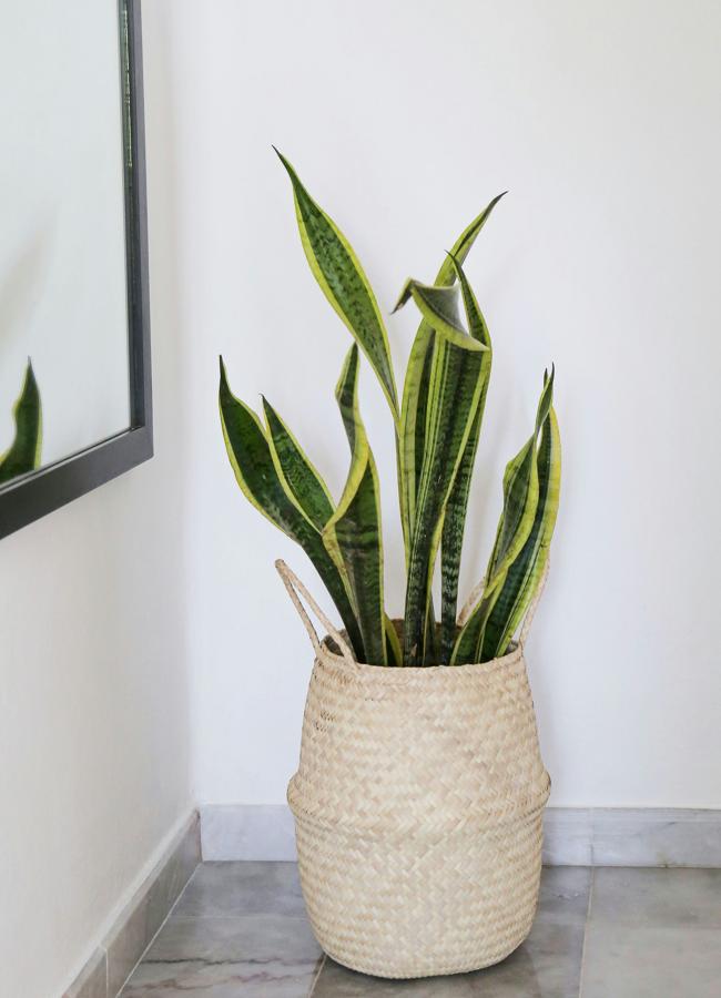 La mère -in -law ou Sansevieria est très facile à prendre en charge.