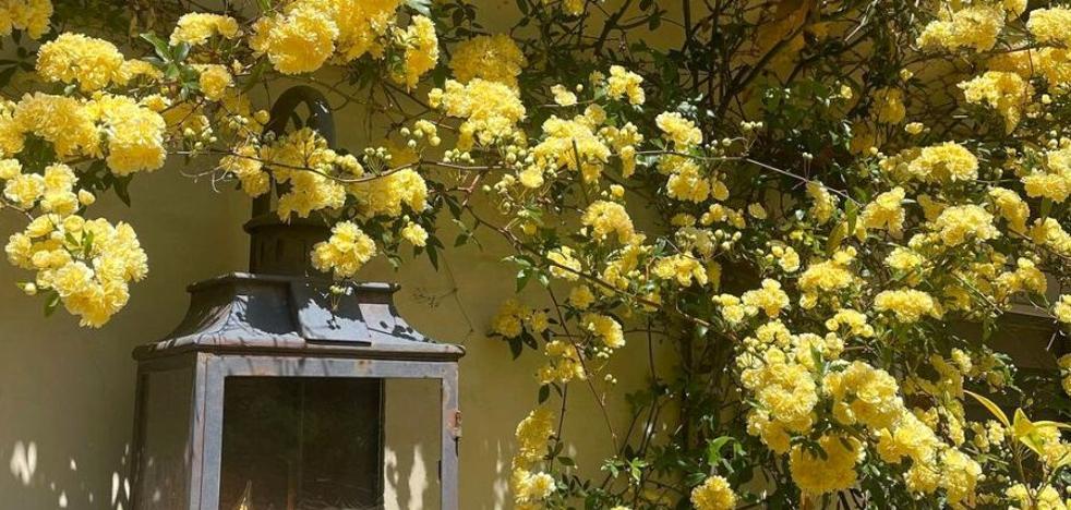 Rosal Banksiae, la belle plante de fleurs que la Buganvilla parfaite pour votre terrasse