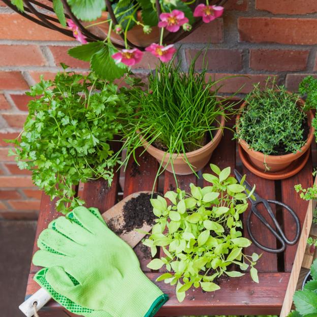Des plantes aromatiques telles que Citronela pour effrayer les moustiques.