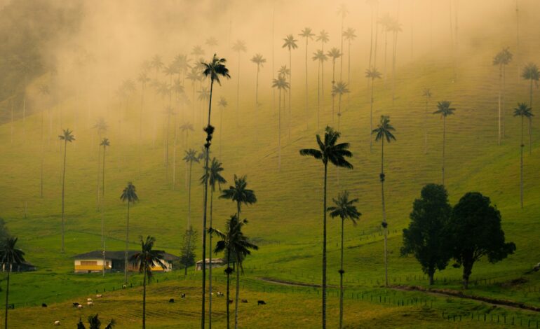 Coffee Axis : l’un des voyages les plus fascinants de Colombie